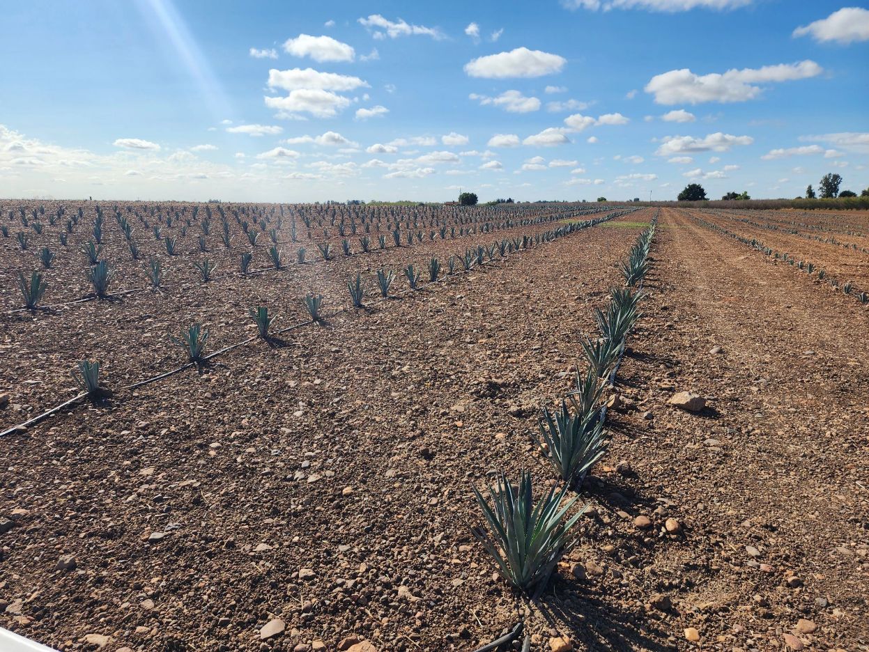 Agave growing at Hunt Farms
