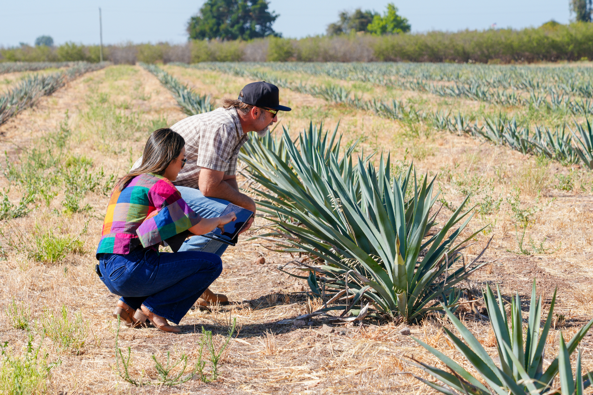Inspecting agave in the field