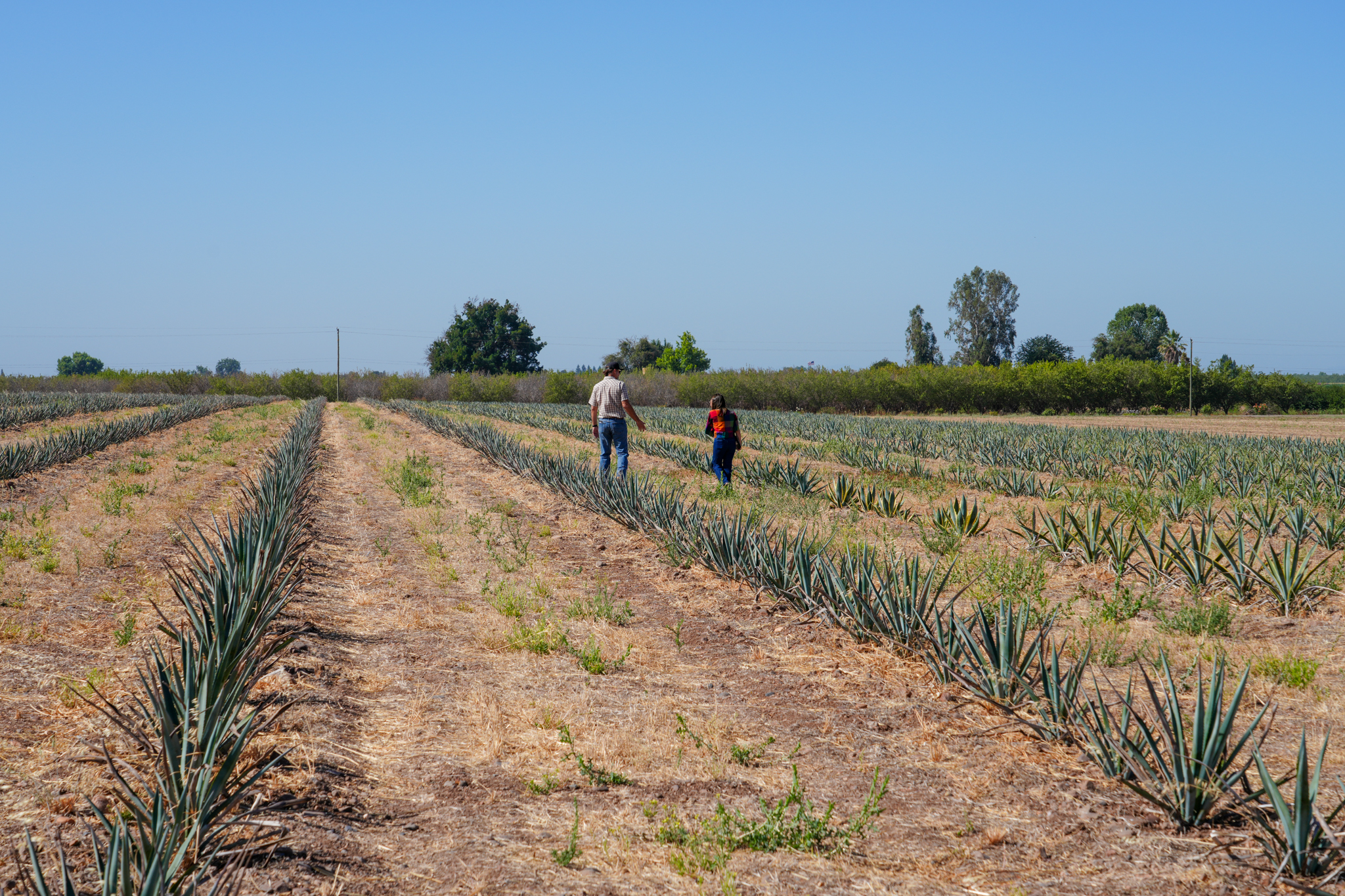 Agave rows at Hunt Farms