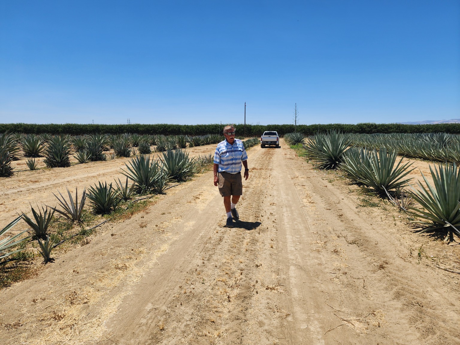 A walk between the agave rows at Hunt Farms
