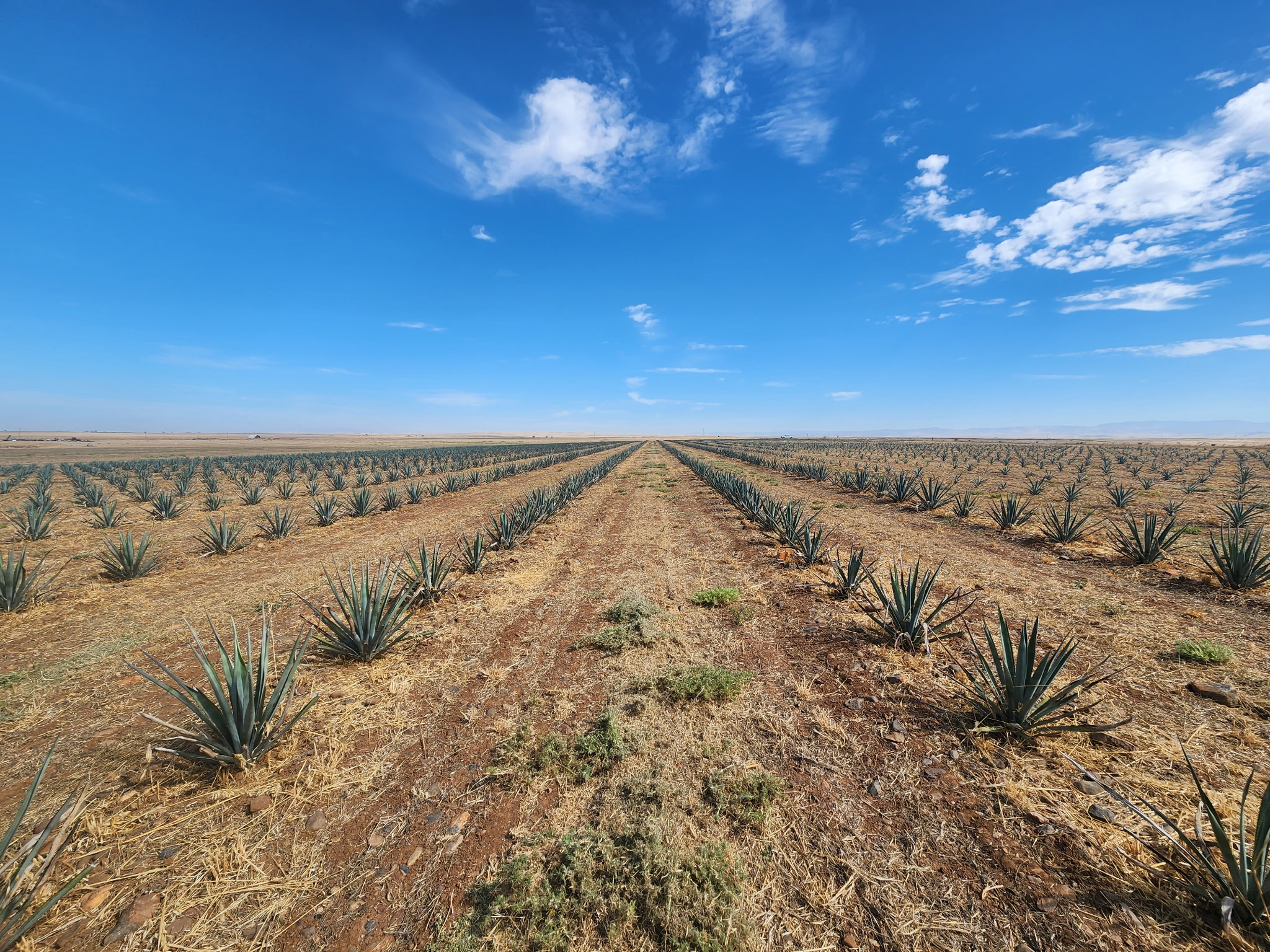 Agave growing in the real Hunt Farms field